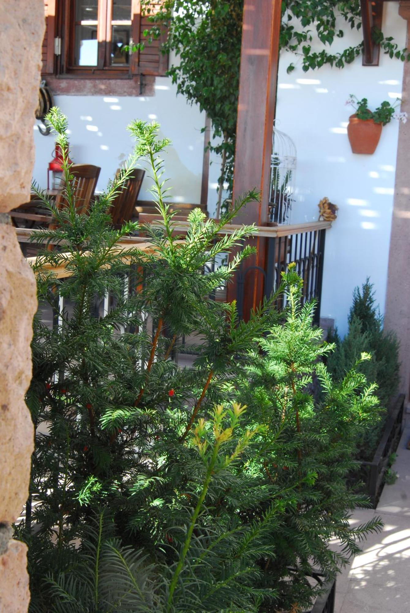 Aliye Hanim Hotel ไอวาลิค ภายนอก รูปภาพ